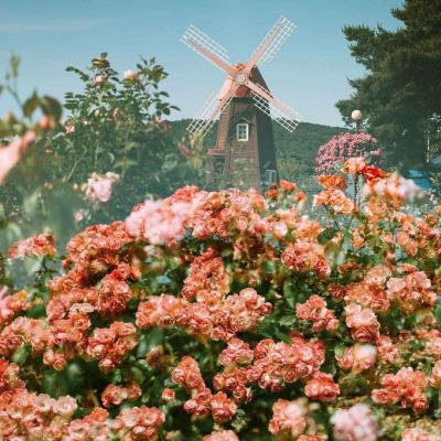 凯发旗舰厅今晚一定出准确生肖网站(图2)