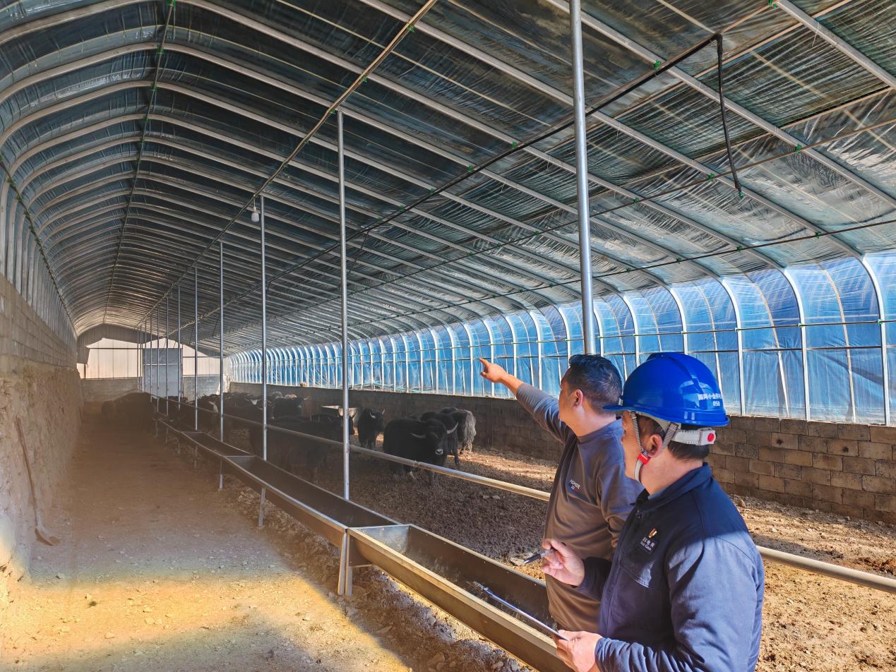 电力助力新型种养让养殖产业“牛”劲十足(图2)