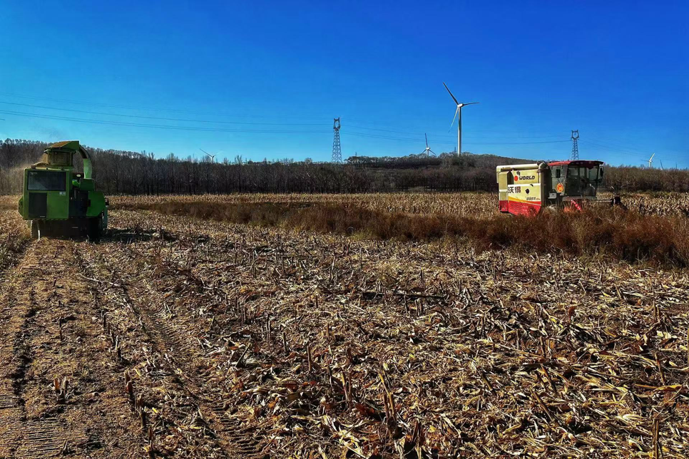 朔凯发国际州市周家庄发展草牧业重塑乡村振兴“新典范”(图3)