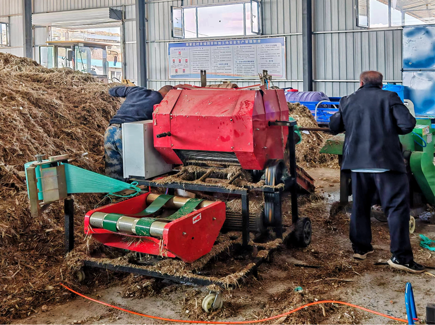 朔凯发国际州市周家庄发展草牧业重塑乡村振兴“新典范”(图2)