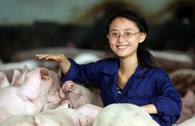 全国养猪散户减少1300万户农业农村部全力推动适度规模养殖发展