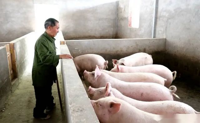 全国养猪散户减少1300万户农业农村部全力推动适度规模养殖发展(图2)