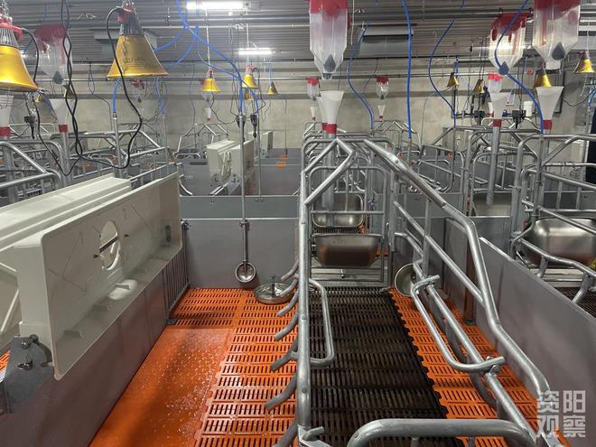 年出栏15万头猪苗！雁江最大现代化种猪场投产在即(图2)