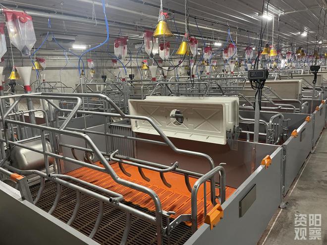 年出栏15万头猪苗！雁江最大现代化种猪场投产在即