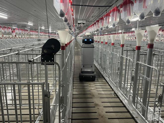 年出栏15万头猪苗！雁江最大现代化种猪场投产在即(图3)