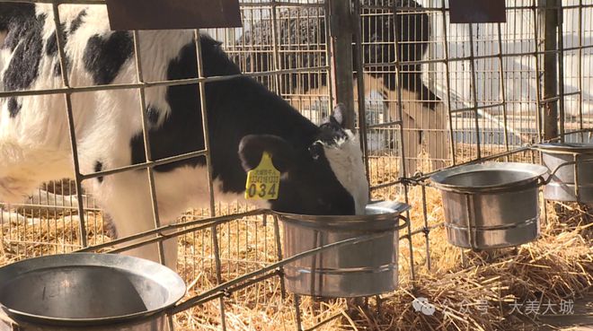 里坦镇：智慧牧场打造优质绿色奶源基地(图3)