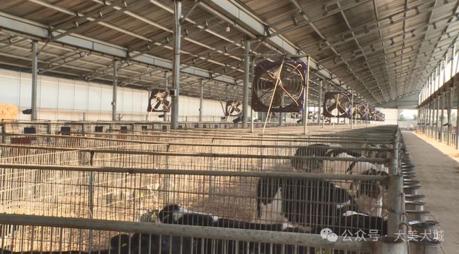 里坦镇：智慧牧场打造优质绿色奶源基地(图4)