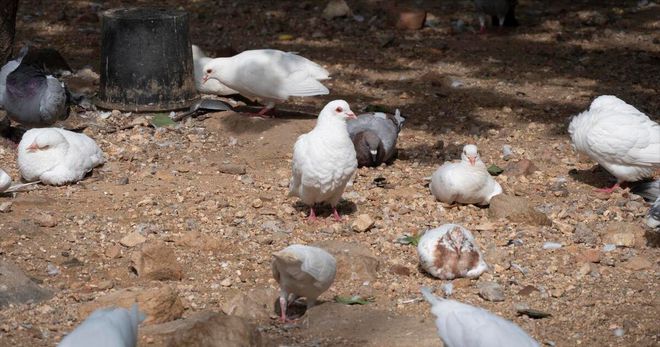 肉鸽养殖成本与利润