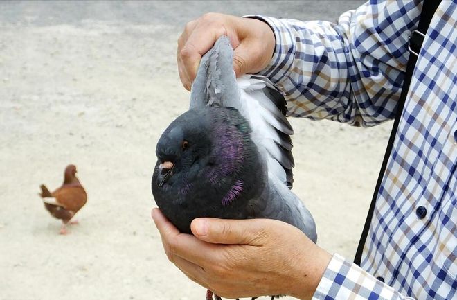 肉鸽养殖成本与利润(图2)