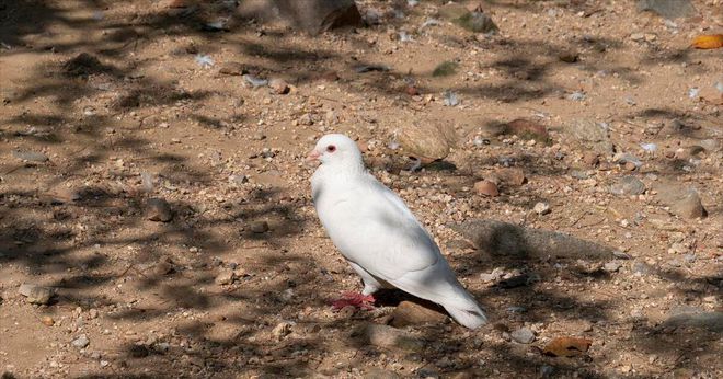 肉鸽养殖成本与利润(图3)