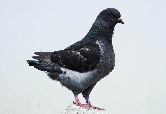 肉鸽养殖成本与利润(图4)