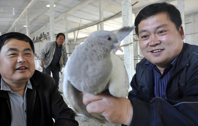 肉鸽养殖成本与利润(图6)