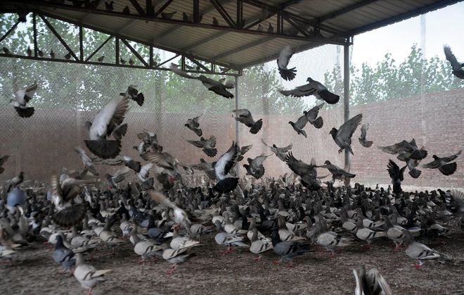 肉鸽养殖成本与利润(图5)