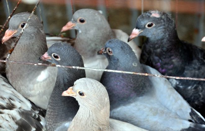 肉鸽养殖成本与利润(图7)