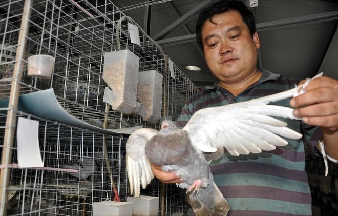 肉鸽养殖成本与利润(图8)