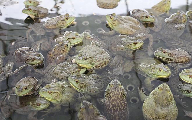 ag凯发一亩能养超5000只母的比公的贵10倍啥农村养殖这么暴利？(图5)