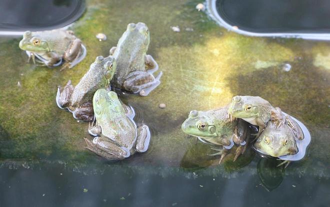 ag凯发一亩能养超5000只母的比公的贵10倍啥农村养殖这么暴利？(图4)