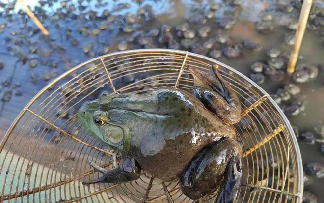 ag凯发一亩能养超5000只母的比公的贵10倍啥农村养殖这么暴利？(图2)