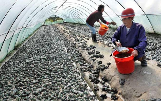 ag凯发一亩能养超5000只母的比公的贵10倍啥农村养殖这么暴利？(图3)