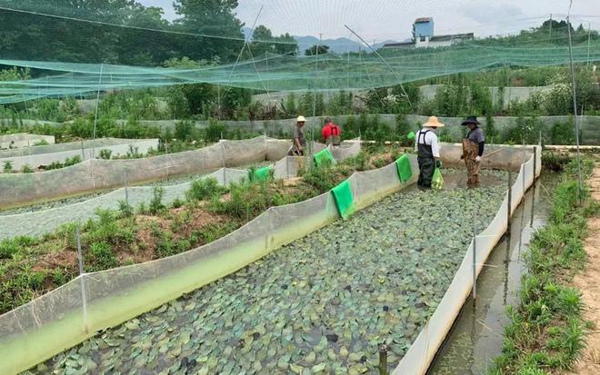 ag凯发一亩能养超5000只母的比公的贵10倍啥农村养殖这么暴利？(图6)