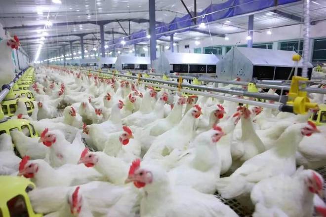 潍坊诸城：擦亮现代畜牧业凯发国际“金字招牌”(图1)