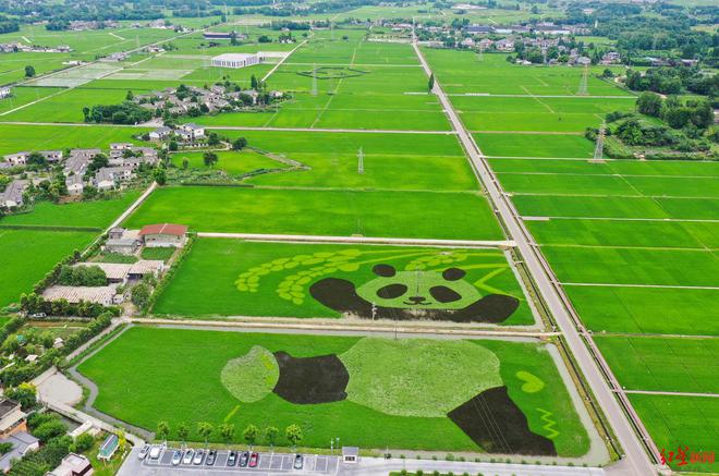 成都印发行动方案：五年打造五个百亿级农业园区！