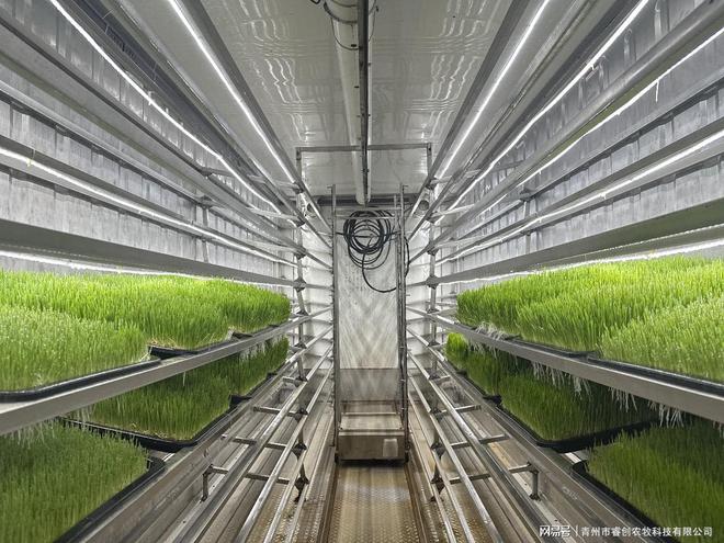 凯发国际在集装箱内实现日产1000斤！这种牧草种植设备你见过吗？