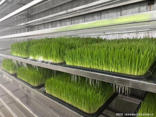 凯发国际在集装箱内实现日产1000斤！这种牧草种植设备你见过吗？(图5)