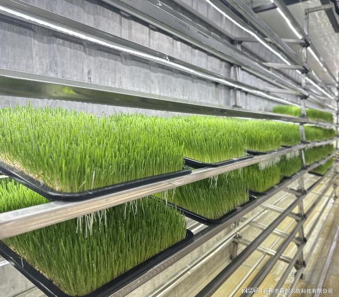 凯发国际在集装箱内实现日产1000斤！这种牧草种植设备你见过吗？(图3)