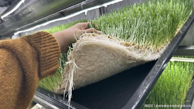 凯发国际在集装箱内实现日产1000斤！这种牧草种植设备你见过吗？(图4)