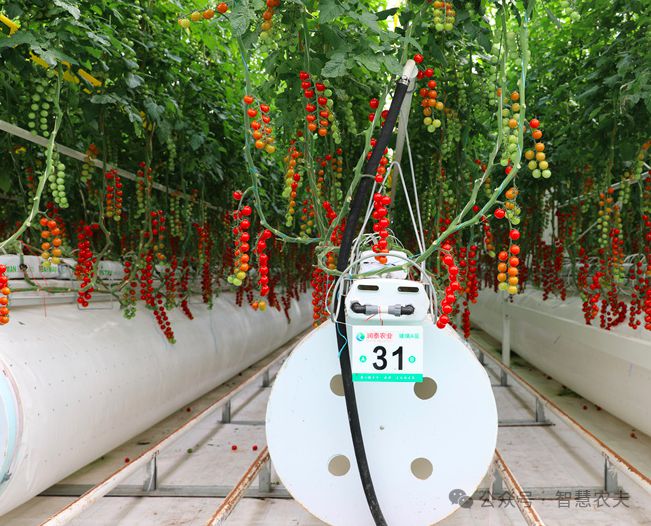 国家鼓励发展现代设施农业但设施农用地这些政策你知道吗？(图3)