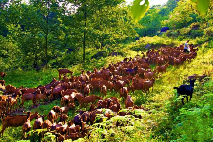 巴中南江：“一只羊”带出一个全产业链