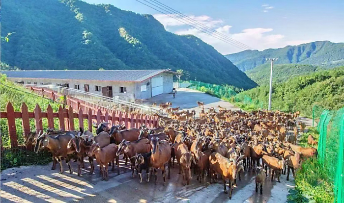 巴中南江：“一只羊”带出一个全产业链(图2)