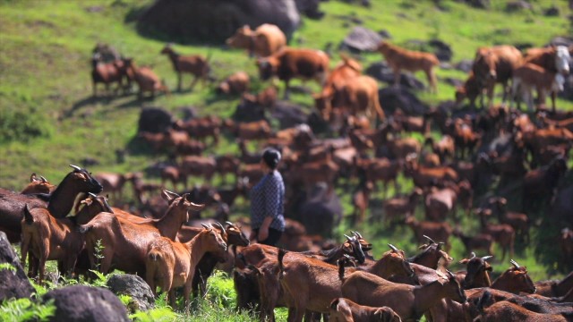 巴中南江：“一只羊”带出一个全产业链(图3)
