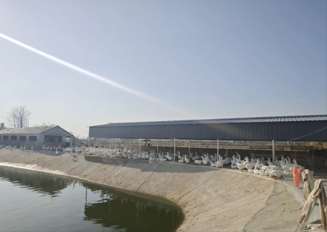 ag凯发鹅绒为什么这么贵？探访皖西鹅绒