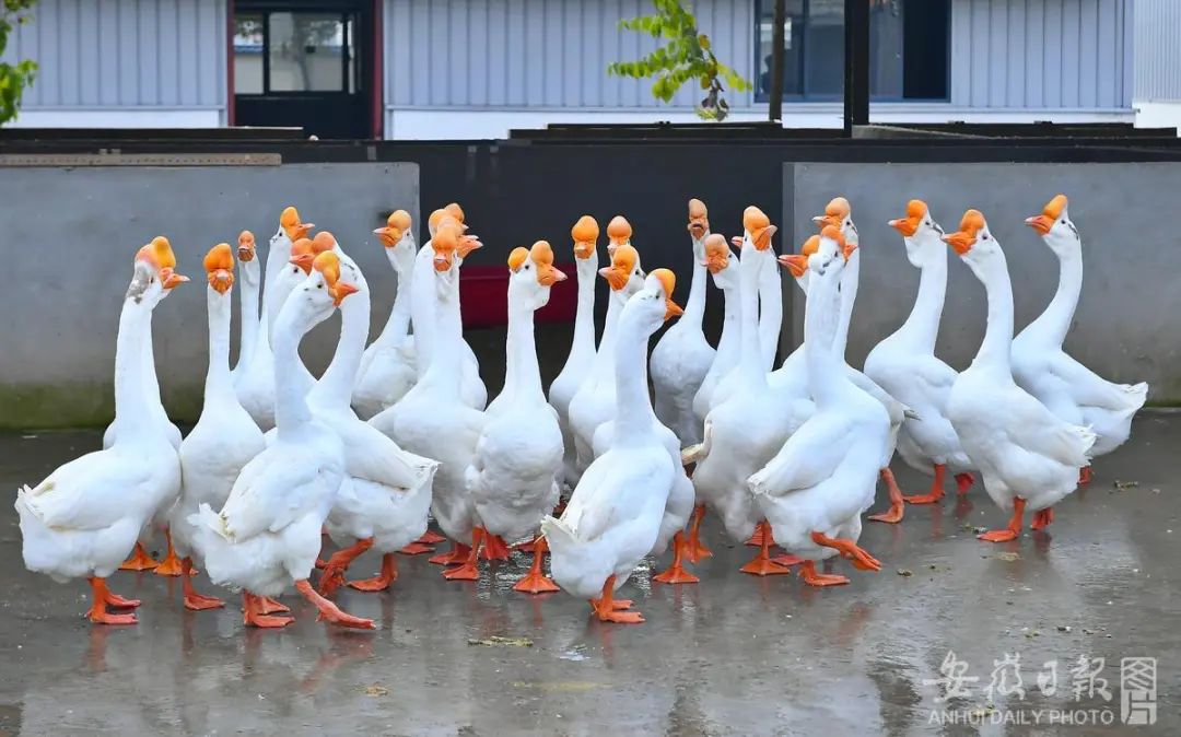 ag凯发鹅绒为什么这么贵？探访皖西鹅绒(图2)