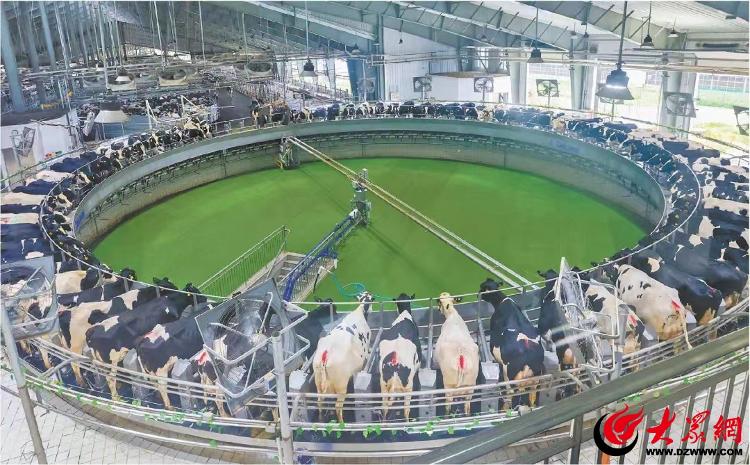 潍有双百双千坊显振兴力量丨“智慧”赋能开启畜牧养殖新时代ag凯发(图5)