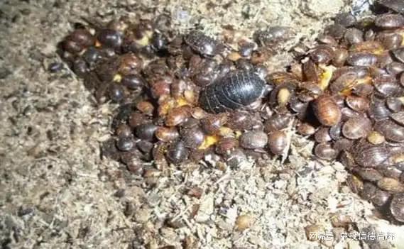 土元立体养殖项目可行性研究报告