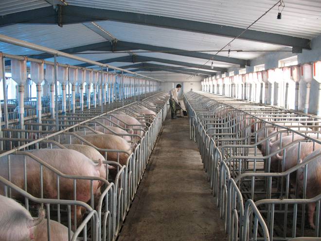养猪也能高薪！喂食、清扫全自动1人管5000头猪有人年薪70万(图5)