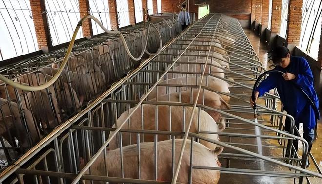 养猪也能高薪！喂食、清扫全自动1人管5000头猪有人年薪70万(图7)