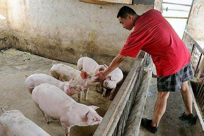 养猪也能高薪！喂食、清扫全自动1人管5000头猪有人年薪70万(图8)