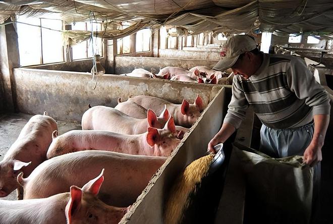 养猪也能高薪！喂食、清扫全自动1人管5000头猪有人年薪70万(图9)