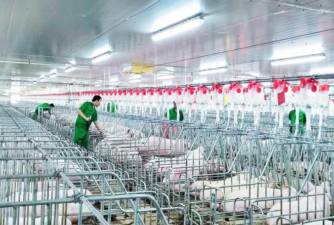 养猪也能高薪！喂食、清扫全自动1人管5000头猪有人年薪70万(图11)