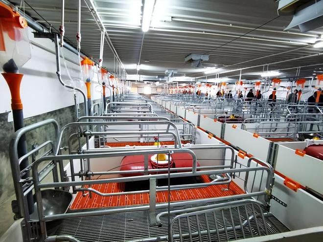 养猪也能高薪！喂食、清扫全自动1人管5000头猪有人年薪70万(图13)