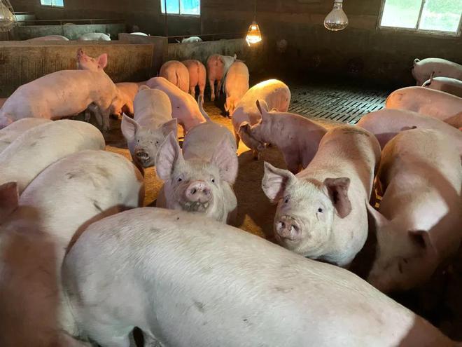 养猪也能高薪！喂食、清扫全自动1人管5000头猪有人年薪70万(图18)