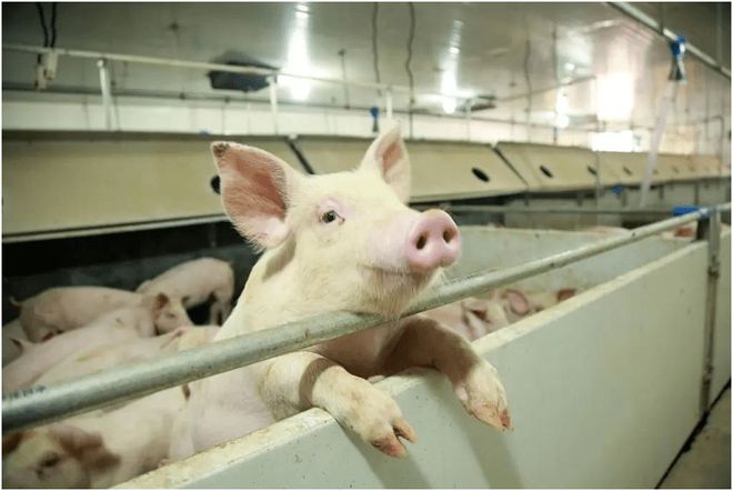 养猪也能高薪！喂食、清扫全自动1人管5000头猪有人年薪70万(图19)