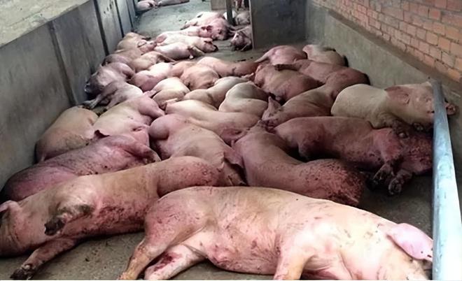 养猪也能高薪！喂食、清扫全自动1人管5000头猪有人年薪70万(图16)