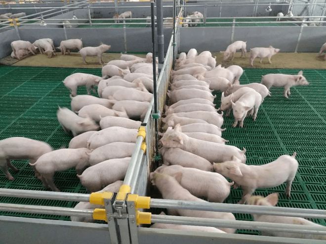 养猪也能高薪！喂食、清扫全自动1人管5000头猪有人年薪70万(图20)
