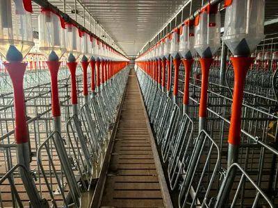 雨城区巨星生猪养殖项目二期投产运营(图1)