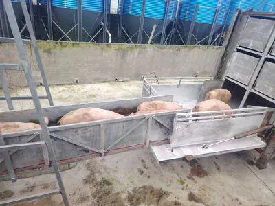 雨城区巨星生猪养殖项目二期投产运营(图2)